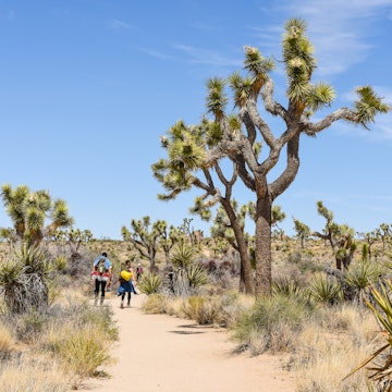 Hikers on Boy Scout Trail with Joshua trees (Yucca brevifolia) in the Joshua Tree National Park.